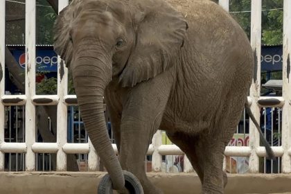 Madhubala Elephant Relocation