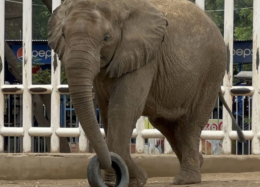 Madhubala Elephant Relocation