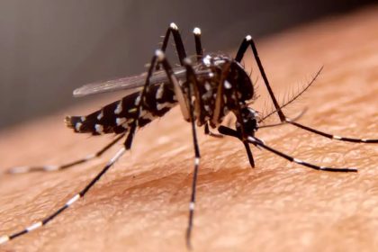 Mosquito-Borne Diseases Pakistan