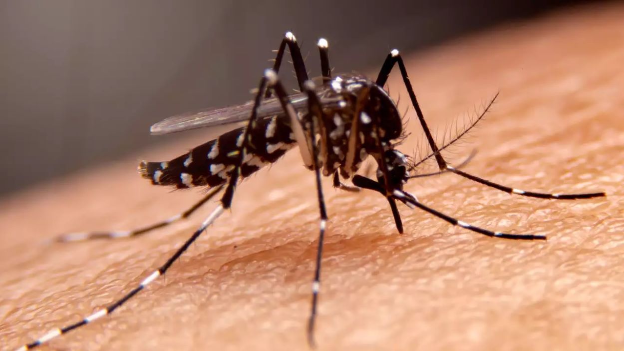 Mosquito-Borne Diseases Pakistan