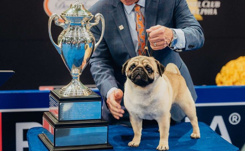 2024 National Dog Show