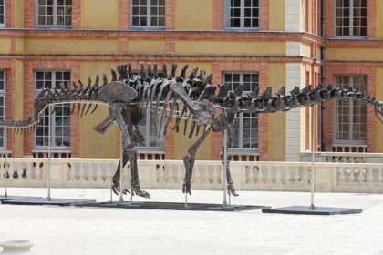 Apatosaurus Skeleton Auction