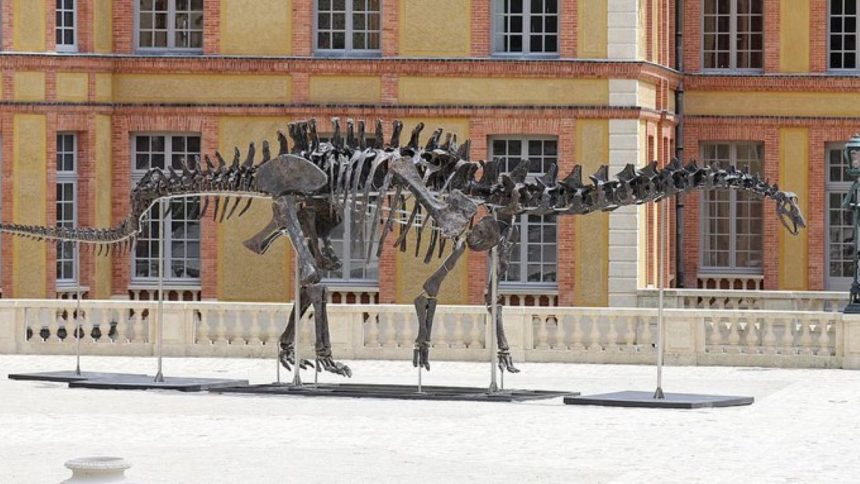 Apatosaurus Skeleton Auction