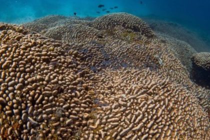 Largest coral in the Pacific