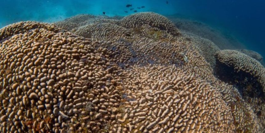 Largest coral in the Pacific