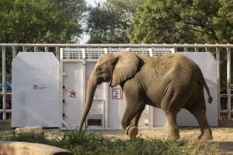 Madhubala Elephant