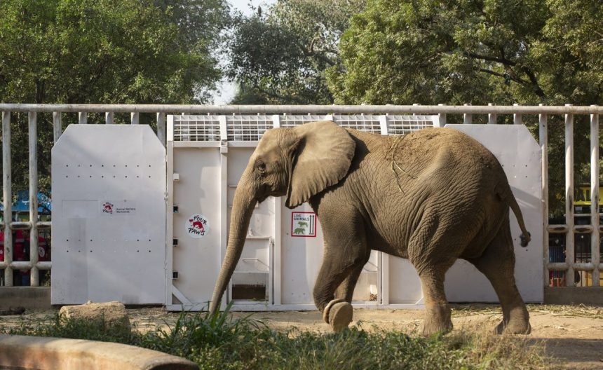 Madhubala Elephant