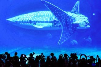 Robotic Whale Shark