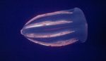 Comb Jellyfish Biological Immortality