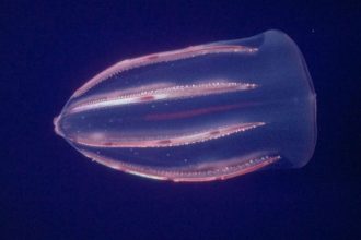 Comb Jellyfish Biological Immortality