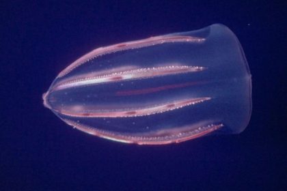 Comb Jellyfish Biological Immortality