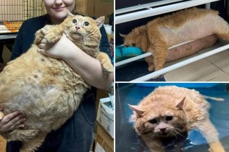 Heaviest Cat Dies