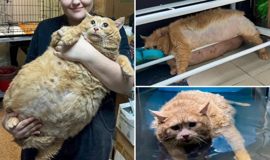 Heaviest Cat Dies