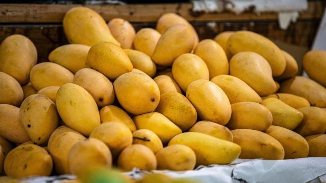 Pakistan Mango Industry Value Addition