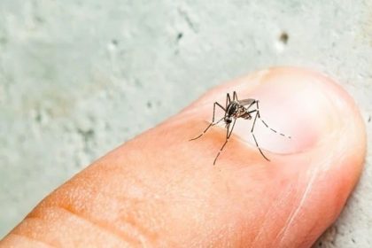 Mosquito-Borne Diseases