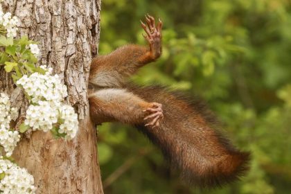 Comedy Wildlife Photography Awards