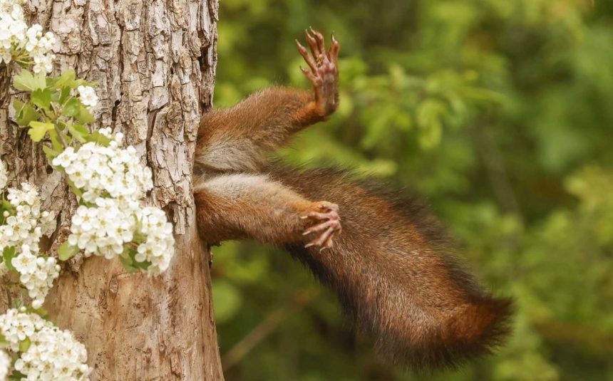 Comedy Wildlife Photography Awards