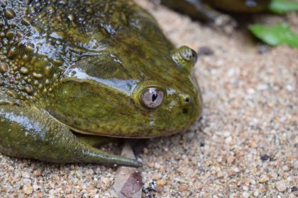 Helmeted Water Toad