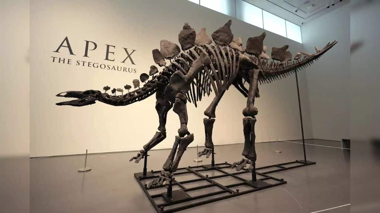 Stegosaurus Skeleton