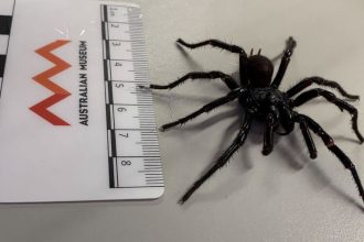 New Funnel-Web Spider Species