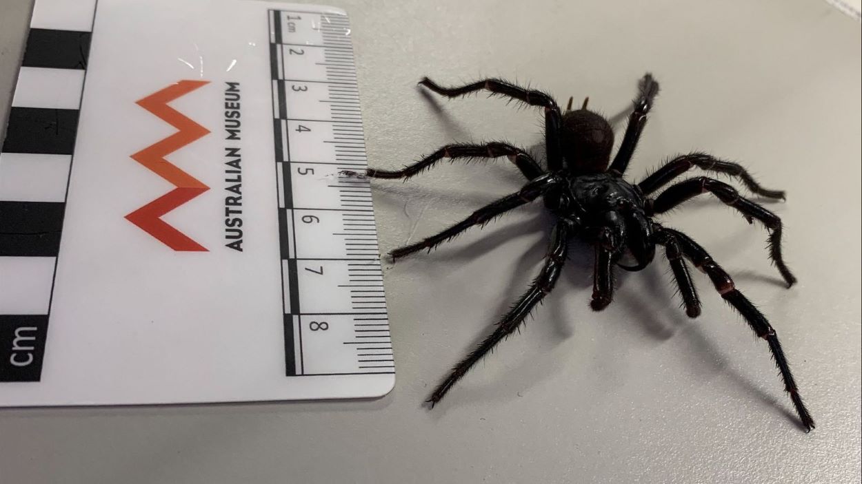 New Funnel-Web Spider Species