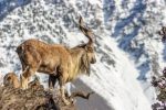 Record Markhor Trophy Hunting Fee