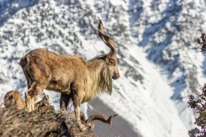 Record Markhor Trophy Hunting Fee