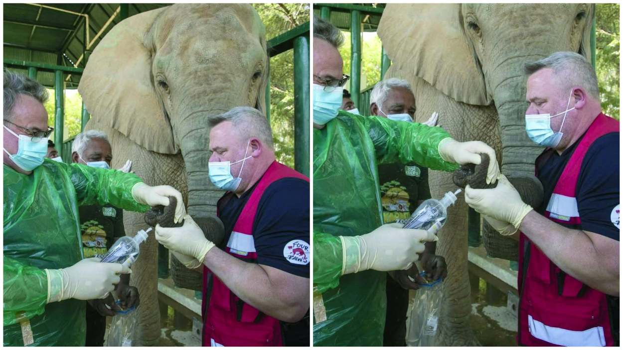 Karachi Safari Park elephants