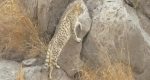 Asiatic Desert Cat in Pakistan