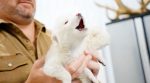 Colossal Biosciences Successful Dire Wolf-Like De-Extinction