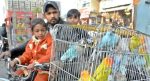 Karachi Saddar Bird Market