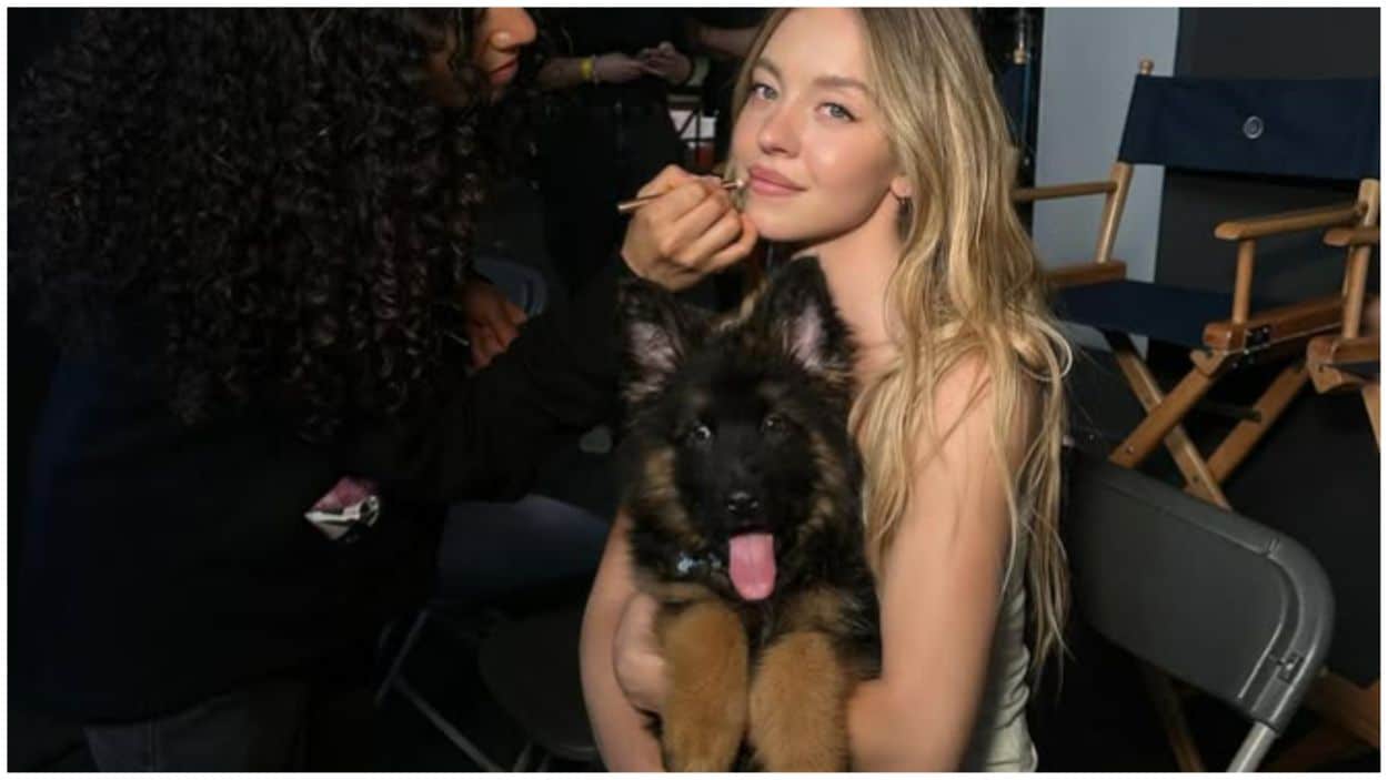 Sydney Sweeney's new German Shepherd, Sully