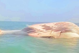 Dead Blue Whale Found in Gwata