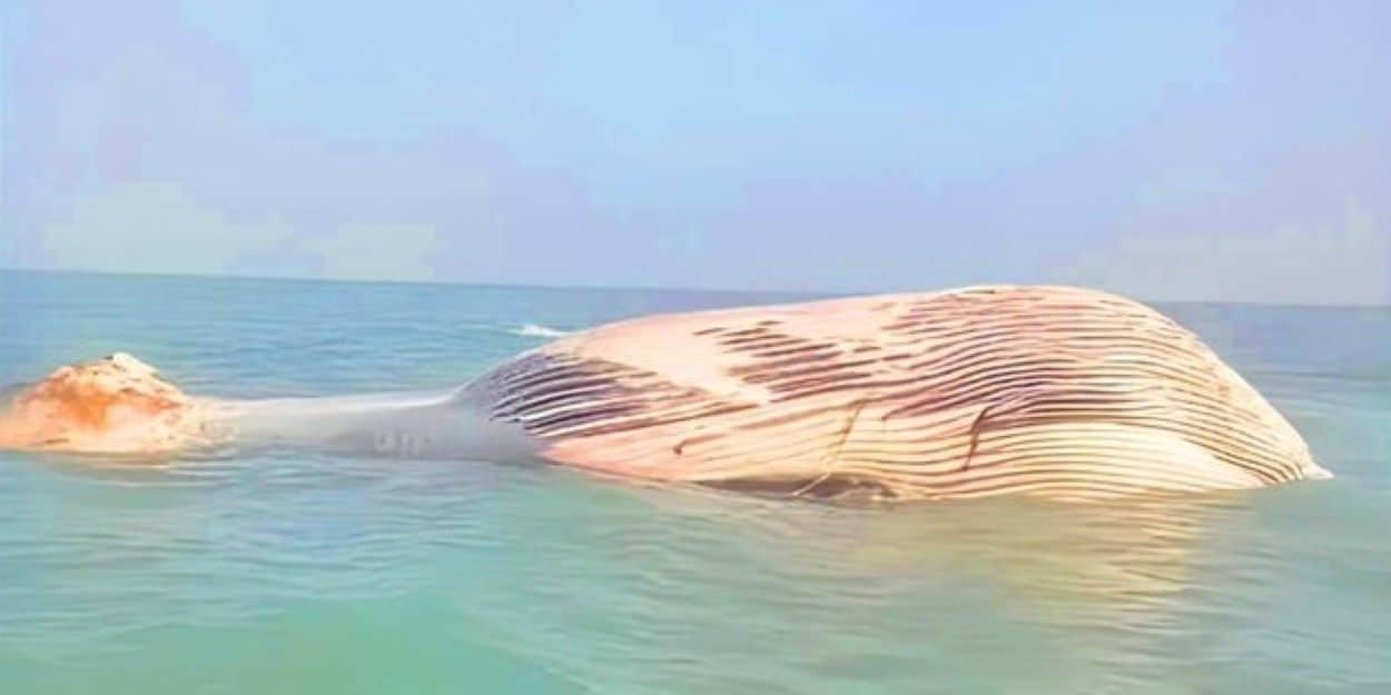 Dead Blue Whale Found in Gwata