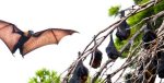 Australian Bat Lyssavirus