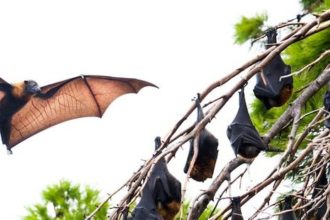Australian Bat Lyssavirus