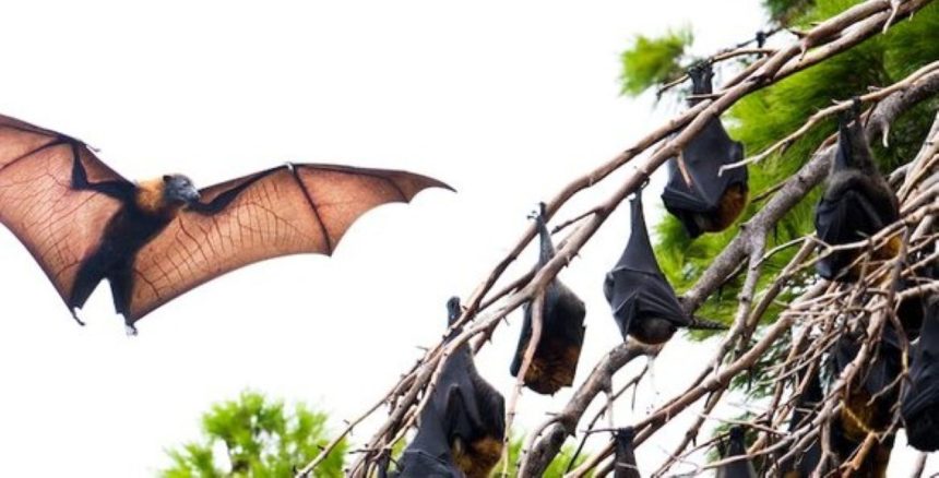 Australian Bat Lyssavirus