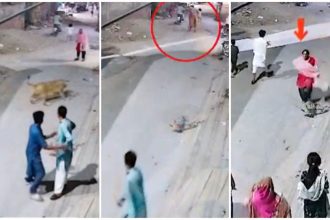 Lahore Lion Attacks in 2025