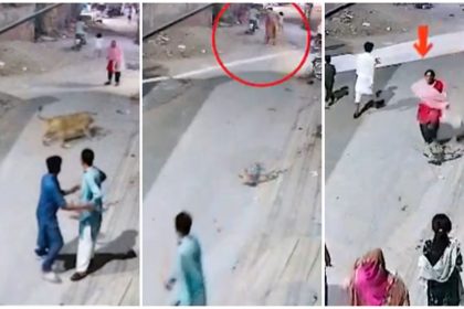Lahore Lion Attacks in 2025