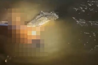South Sulawesi Crocodile Attack