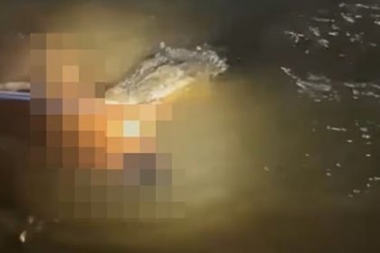 South Sulawesi Crocodile Attack