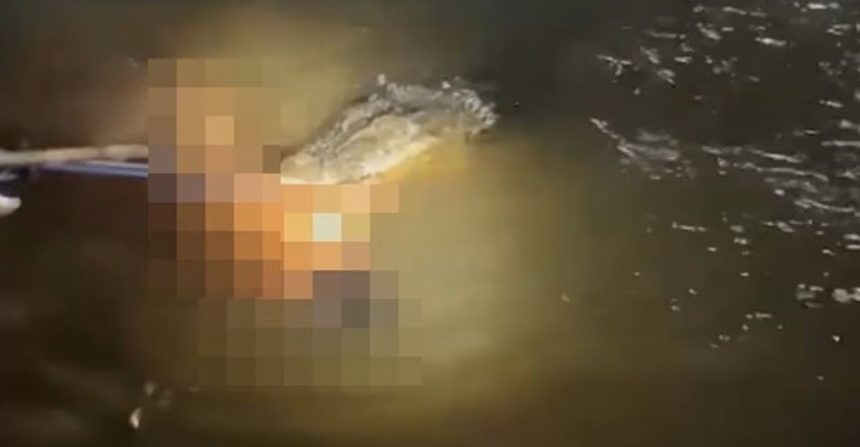 South Sulawesi Crocodile Attack