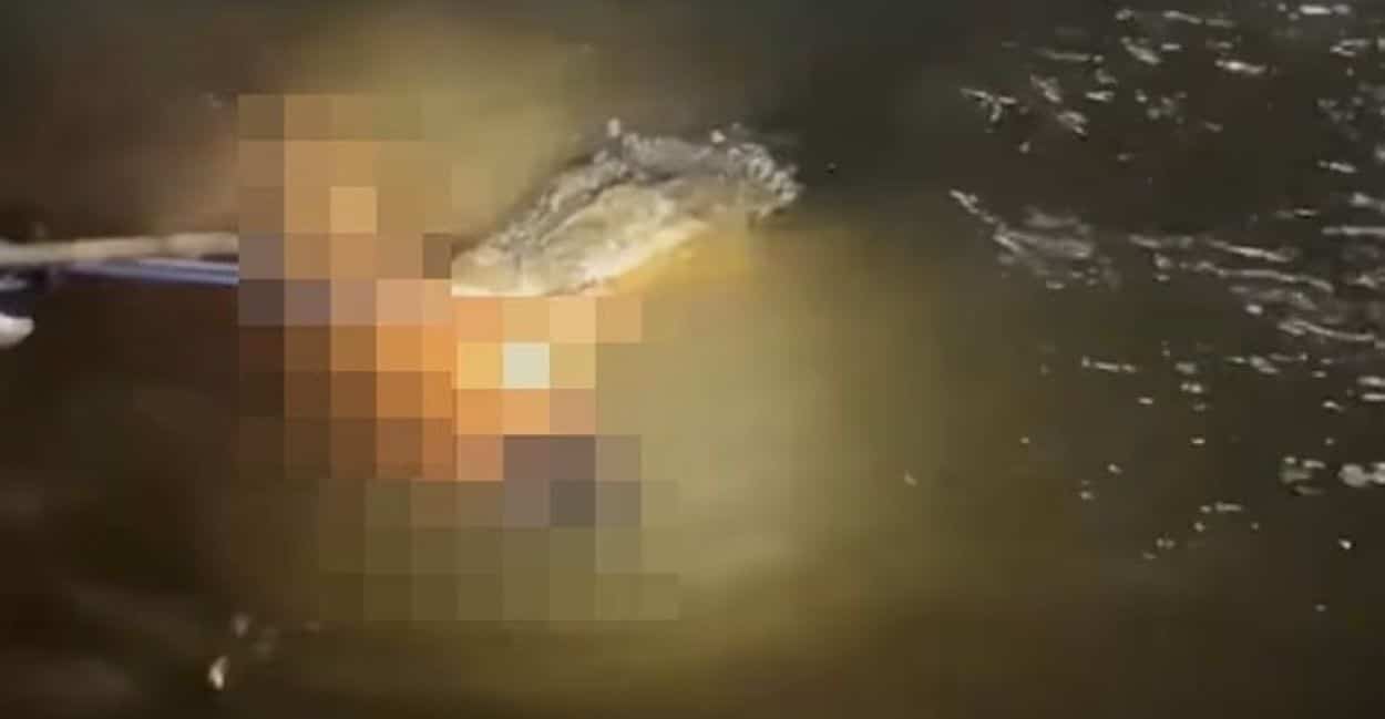 South Sulawesi Crocodile Attack
