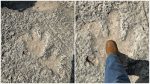 Texas dinosaur footprints