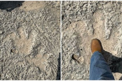 Texas dinosaur footprints