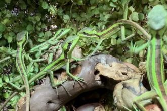 Female Iguana’s 2025 Virgin Birth Phenomenon Explained
