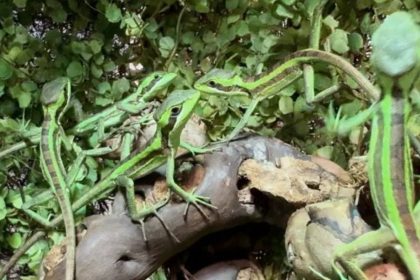 Female Iguana’s 2025 Virgin Birth Phenomenon Explained