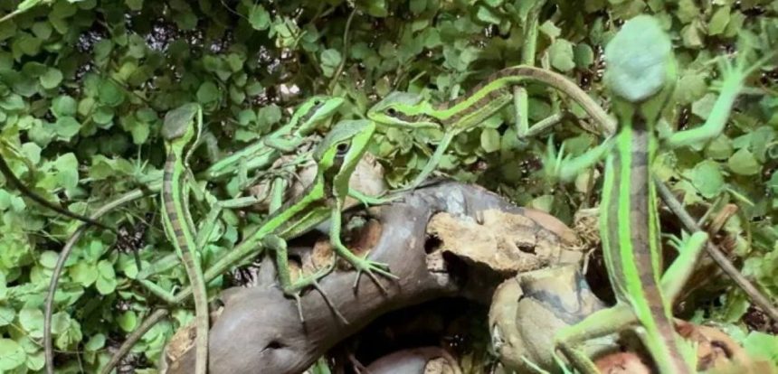 Female Iguana’s 2025 Virgin Birth Phenomenon Explained