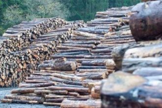Khyber Pakhtunkhwa timber scam