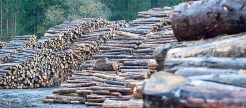 Khyber Pakhtunkhwa timber scam
